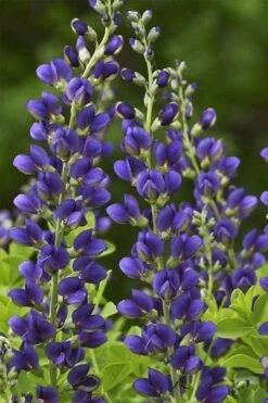 Sparkling Sapphires Baptisia (False Indigo) - 1 Gallon Pot -Garden Wisp Sales Store baptisia sparkling sapphire 7