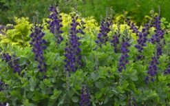 Sparkling Sapphires Baptisia (False Indigo) - 1 Gallon Pot -Garden Wisp Sales Store baptisia sparkling sapphire 9