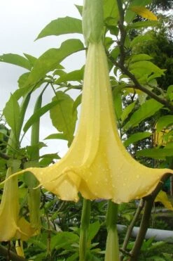 Yellow Angel's Trumpet (Brugmansia) - 1 Gallon Pot -Garden Wisp Sales Store brugmansia candida yellow angels trumpet 1