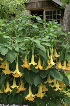 Yellow Angel's Trumpet (Brugmansia) - 1 Gallon Pot -Garden Wisp Sales Store brugmansia candida yellow angels trumpet 3