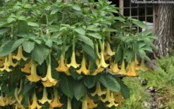 Yellow Angel's Trumpet (Brugmansia) - 1 Gallon Pot -Garden Wisp Sales Store brugmansia candida yellow angels trumpet 4
