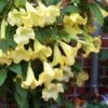 Yellow Angel's Trumpet (Brugmansia) - 1 Gallon Pot