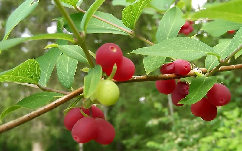 Fragrant Winter Honeysuckle Bush (Lonicera Fragrantissima) - 1 Gallon Pot 7 Fragrant Winter Honeysuckle Bush (Lonicera Fragrantissima) - 1 Gallon Pot - Image 7