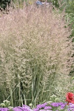 Avalanche Feather Reed Grass (Calamagrostis) - 3 Gallon Pot -Garden Wisp Sales Store calamagrostis x acutiflora avalanche feather reed grass 4