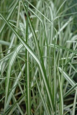 Avalanche Feather Reed Grass (Calamagrostis) - 3 Gallon Pot -Garden Wisp Sales Store calamagrostis x acutiflora avalanche feather reed grass 6