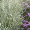 Avalanche Feather Reed Grass (Calamagrostis) - 3 Gallon Pot