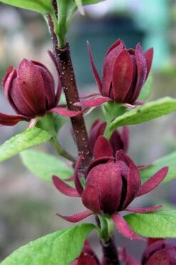 Simply Scentsational Sweetshrub (Calycanthus ) - 1 Gallon Pot -Garden Wisp Sales Store calycanthus simply scentsational sweet shrub 3