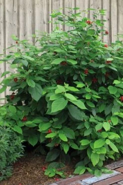 Simply Scentsational Sweetshrub (Calycanthus ) - 1 Gallon Pot -Garden Wisp Sales Store calycanthus simply scentsational sweet shrub 4