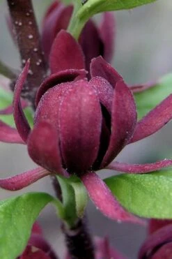 Simply Scentsational Sweetshrub (Calycanthus ) - 1 Gallon Pot -Garden Wisp Sales Store calycanthus simply scentsational sweet shrub 7