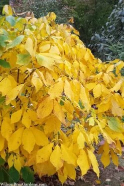 Simply Scentsational Sweetshrub (Calycanthus ) - 1 Gallon Pot -Garden Wisp Sales Store calycanthus simply scentsational sweet shrub 8