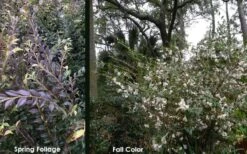 Snowbells Camellia (Camellia Transarisanensis) - 3 Gallon Pot -Garden Wisp Sales Store camellia handelii snowbells 5