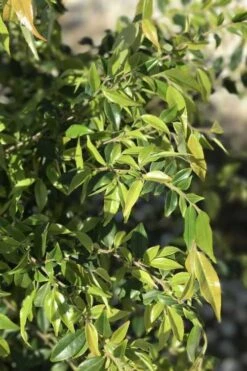 Snowbells Camellia (Camellia Transarisanensis) - 3 Gallon Pot -Garden Wisp Sales Store camellia handelii snowbells 6