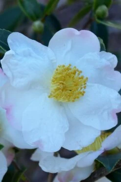 Sweet October Fragrant Camellia - 3 Gallon Pot 11 Sweet October Fragrant Camellia - 3 Gallon Pot -Garden Wisp Sales Store camellia sasanqua sweet october 2
