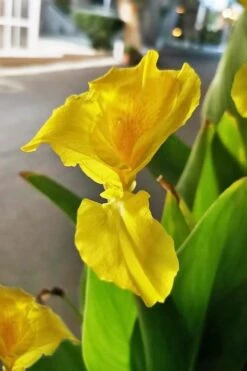 Bandana Of The Everglades Golden Canna Lily - 1 Gallon Pot -Garden Wisp Sales Store canna flaccida golden canna lily 2