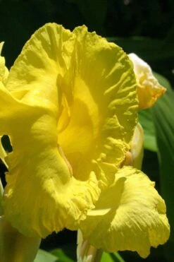 Bandana Of The Everglades Golden Canna Lily - 1 Gallon Pot -Garden Wisp Sales Store canna flaccida golden canna lily 3