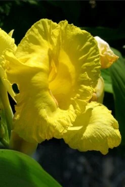 Bandana Of The Everglades Golden Canna Lily - 1 Gallon Pot