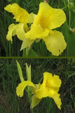 Bandana Of The Everglades Golden Canna Lily - 1 Gallon Pot -Garden Wisp Sales Store canna flaccida golden canna lily 9