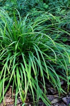 Creek Sedge (Carex Amphibola) - 1 Gallon Pot -Garden Wisp Sales Store carex amphibola creek sedge 3