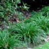 Creek Sedge (Carex Amphibola) - 1 Gallon Pot