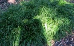 Creek Sedge (Carex Amphibola) - 1 Gallon Pot -Garden Wisp Sales Store carex amphibola creek sedge 5