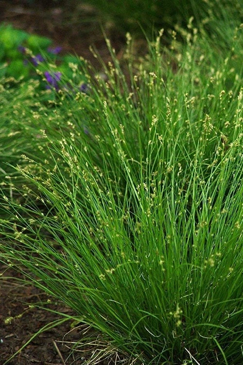 Appalachian Sedge (Carex Appalachia) - 1 Gallon Pot 7 Appalachian Sedge (Carex Appalachia) - 1 Gallon Pot - Image 7