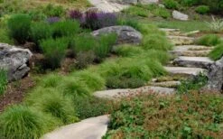 Appalachian Sedge (Carex Appalachia) - 1 Gallon Pot 10 Appalachian Sedge (Carex Appalachia) - 1 Gallon Pot -Garden Wisp Sales Store carex appalachica appalachian sedge 5