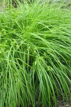Shallow Sedge (Carex Lurida) - 1 Gallon Pot -Garden Wisp Sales Store carex lurida shallow sedge 1