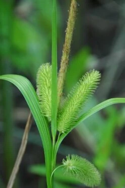 Shallow Sedge (Carex Lurida) - 1 Gallon Pot -Garden Wisp Sales Store carex lurida shallow sedge 3