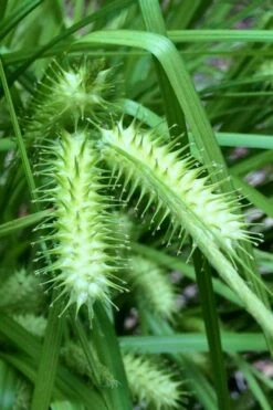 Shallow Sedge (Carex Lurida) - 1 Gallon Pot -Garden Wisp Sales Store carex lurida shallow sedge 4