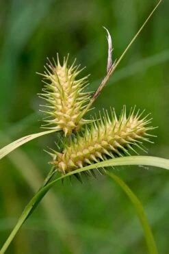 Shallow Sedge (Carex Lurida) - 1 Gallon Pot -Garden Wisp Sales Store carex lurida shallow sedge 5