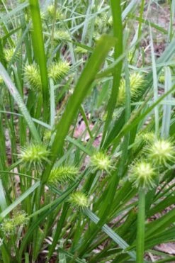 Shallow Sedge (Carex Lurida) - 1 Gallon Pot -Garden Wisp Sales Store carex lurida shallow sedge 6