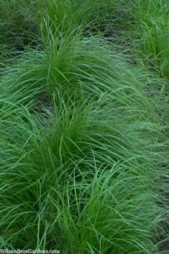 Pennsylvania Sedge (Carex Pennsylvanica) - 8 Pack 1 Gallon Pot 11 Pennsylvania Sedge (Carex Pennsylvanica) - 8 Pack 1 Gallon Pot -Garden Wisp Sales Store carex pennsylvanica pennylvania sedge 2 1