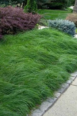 Pennsylvania Sedge (Carex Pennsylvanica) - 8 Pack 1 Gallon Pot 9 Pennsylvania Sedge (Carex Pennsylvanica) - 8 Pack 1 Gallon Pot -Garden Wisp Sales Store carex pennsylvanica pennylvania sedge 4 1