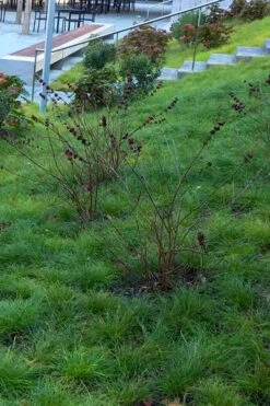 Texas Sedge (Carex Texensis) - 6 Pack Of 1 Gallon Pots -Garden Wisp Sales Store carex texensis texas sedge 1