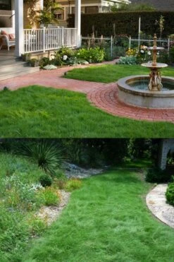 Texas Sedge (Carex Texensis) - 6 Pack Of 1 Gallon Pots -Garden Wisp Sales Store carex texensis texas sedge 2