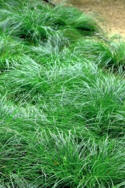 Texas Sedge (Carex Texensis) - 6 Pack Of 1 Gallon Pots -Garden Wisp Sales Store carex texensis texas sedge 3
