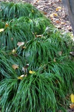 Texas Sedge (Carex Texensis) - 6 Pack Of 1 Gallon Pots -Garden Wisp Sales Store carex texensis texas sedge 5