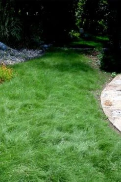 Texas Sedge (Carex Texensis) - 6 Pack Of 1 Gallon Pots -Garden Wisp Sales Store carex texensis texas sedge 7