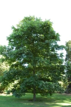 Creek Pecan Tree - 5 Gallon Pot -Garden Wisp Sales Store carya illinionensis hardy pecan 2