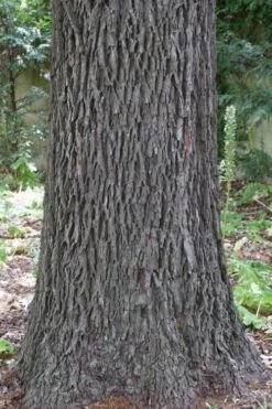 Creek Pecan Tree - 5 Gallon Pot -Garden Wisp Sales Store carya illinionensis hardy pecan 6