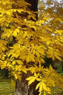 Creek Pecan Tree - 5 Gallon Pot -Garden Wisp Sales Store carya illinionensis hardy pecan fall leaf color 4