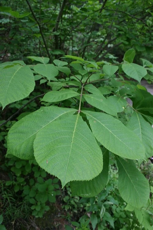 Mockernut Hickory Tree (Carya Tomentosa) - 3 Pack Of 1.5 Quart Pots 5 Mockernut Hickory Tree (Carya Tomentosa) - 3 Pack Of 1.5 Quart Pots - Image 5