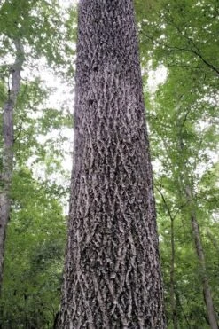 Mockernut Hickory Tree (Carya Tomentosa) - 3 Pack Of 1.5 Quart Pots 14 Mockernut Hickory Tree (Carya Tomentosa) - 3 Pack Of 1.5 Quart Pots -Garden Wisp Sales Store carya tomentosa mockernut hickory tree 2