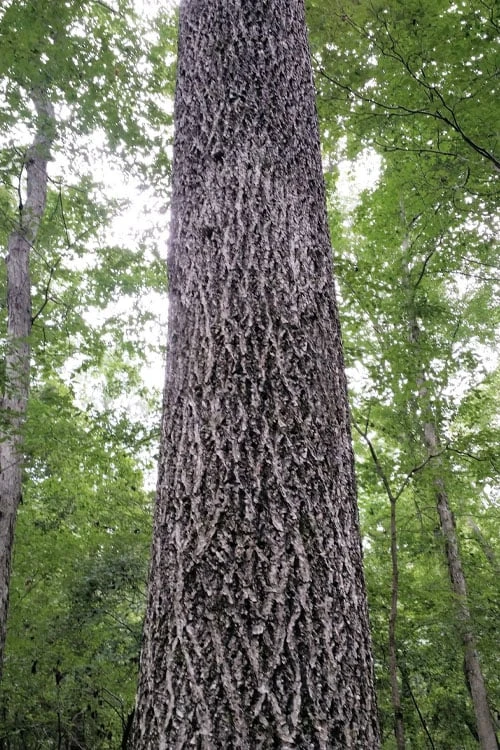 Mockernut Hickory Tree (Carya Tomentosa) - 3 Pack Of 1.5 Quart Pots 7 Mockernut Hickory Tree (Carya Tomentosa) - 3 Pack Of 1.5 Quart Pots - Image 7