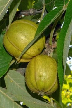 Mockernut Hickory Tree (Carya Tomentosa) - 3 Pack Of 1.5 Quart Pots 15 Mockernut Hickory Tree (Carya Tomentosa) - 3 Pack Of 1.5 Quart Pots -Garden Wisp Sales Store carya tomentosa mockernut hickory tree 3