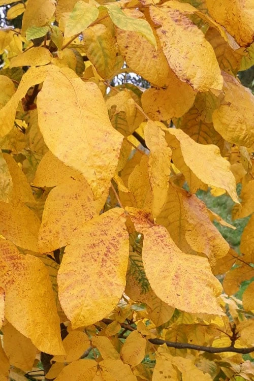 Mockernut Hickory Tree (Carya Tomentosa) - 3 Pack Of 1.5 Quart Pots 6 Mockernut Hickory Tree (Carya Tomentosa) - 3 Pack Of 1.5 Quart Pots - Image 6