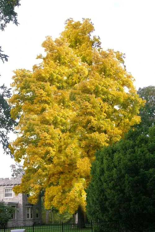 Mockernut Hickory Tree (Carya Tomentosa) - 3 Pack Of 1.5 Quart Pots 1 Mockernut Hickory Tree (Carya Tomentosa) - 3 Pack Of 1.5 Quart Pots