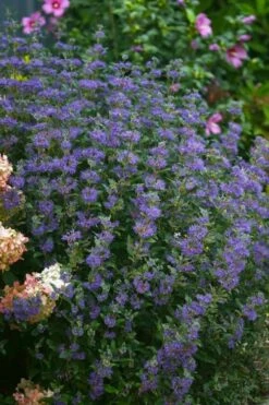 Beyond Midnight Blue Mist Shrub (Caryopteris) - 3 Gallon Pot -Garden Wisp Sales Store caryopteris beyond midnight blue mist shrub 1