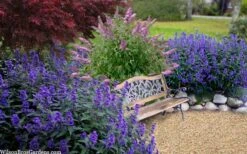 Beyond Midnight Blue Mist Shrub (Caryopteris) - 3 Gallon Pot -Garden Wisp Sales Store caryopteris beyond midnight blue mist shrub 7