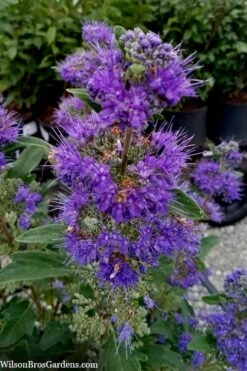 Beyond Midnight Blue Mist Shrub (Caryopteris) - 3 Gallon Pot -Garden Wisp Sales Store caryopteris beyond midnight blue mist shrub 9